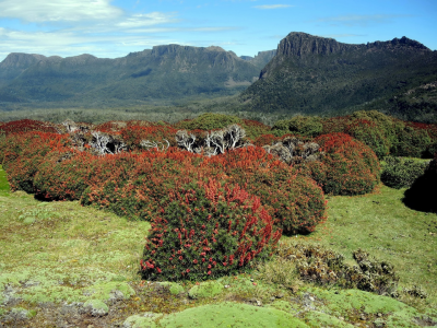 Mount Ossa a Richea scoparia